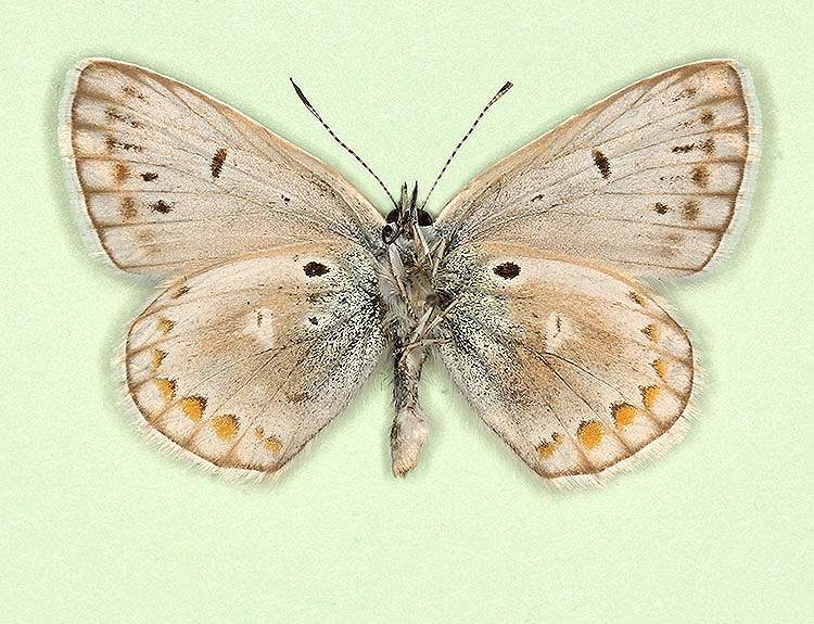 Polyommatus icarus male (aberrant form albescens + barnumi + obsoleta, verso) (Internet Image property of respective owner, non-commercial use only)